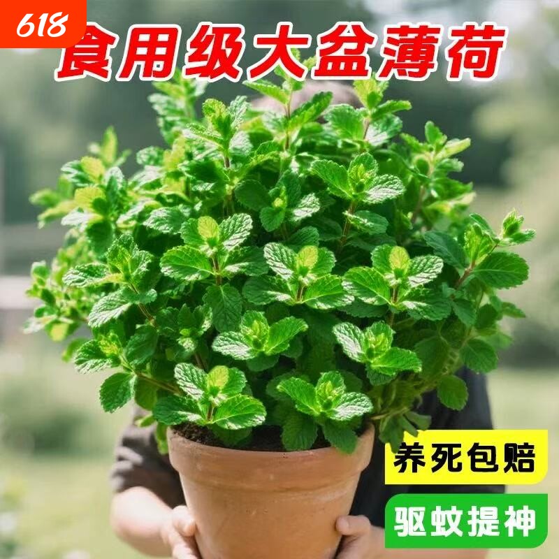 薄荷盆栽特大号可食用柠檬薄荷苗室内绿植花卉驱蚊驱虫植物除甲醛
