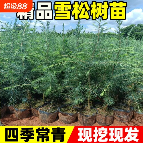 雪松树苗圣诞树苗四季常青宝塔松耐寒绿化松树苗雪松苗迎客松小苗