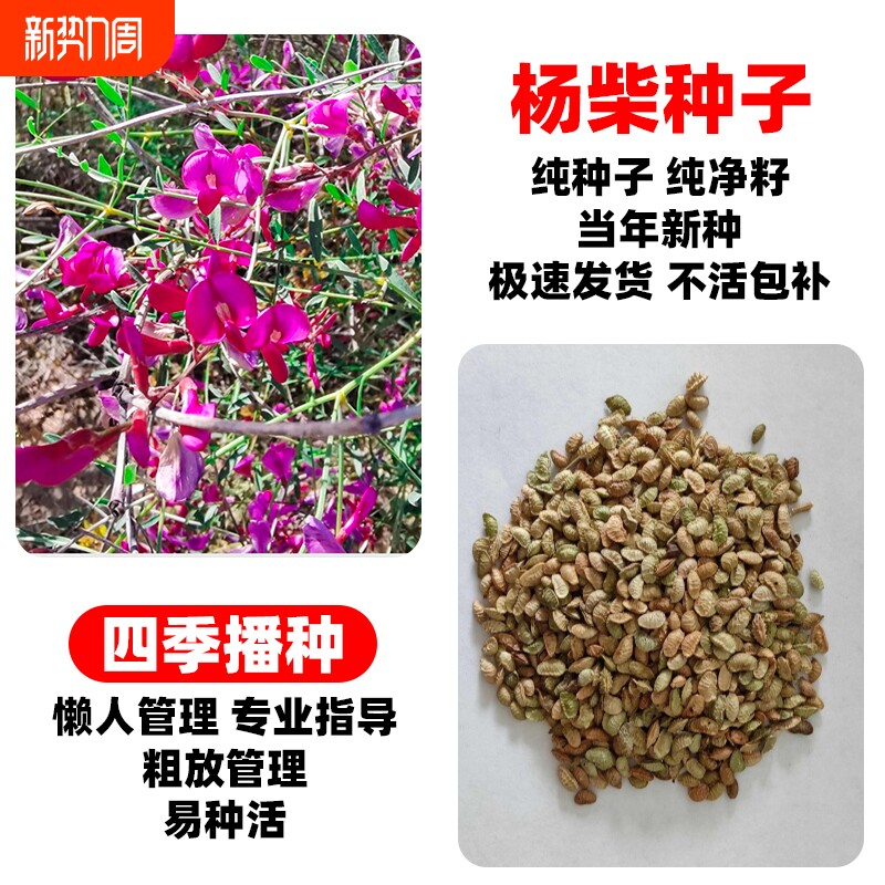 杨柴种子羊柴籽防风固沙沙漠植被生态修复蒙古多年生树种产地扬柴