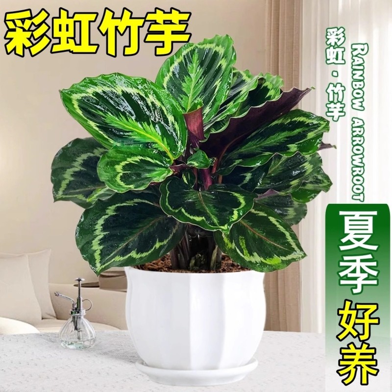 彩虹竹芋盆栽水培孔雀竹芋彩叶绿植花卉室内夏季好养净化空气植物