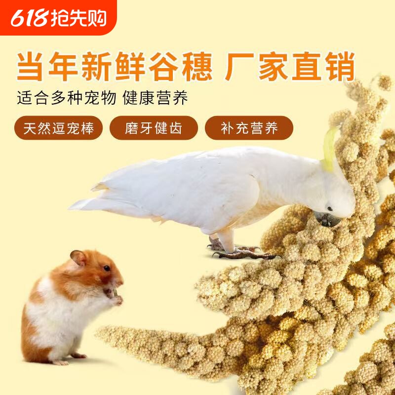 新品鹦鹉黄谷穗鸟粮鸟饲料零食天然带壳谷子仓鼠造景装饰新鲜