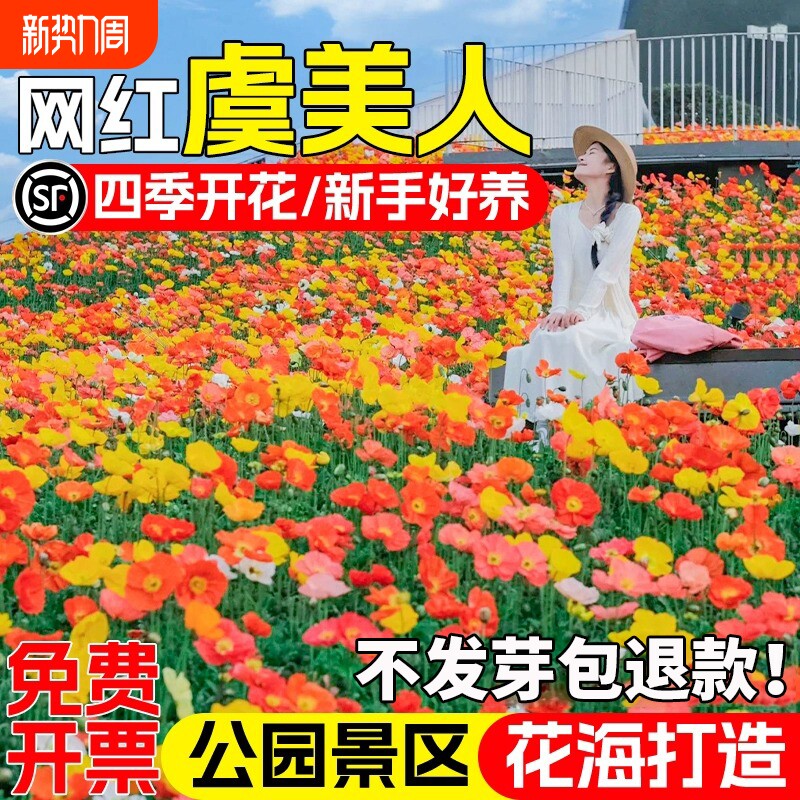 虞美人花种子四季开花庭院别墅公园小区花海景观花籽野花组花种籽