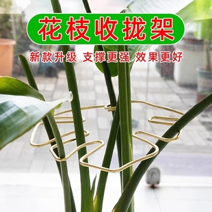 龟背竹天堂鸟支撑杆防倒伏固定器春羽水培植物支架收拢花枝卡扣