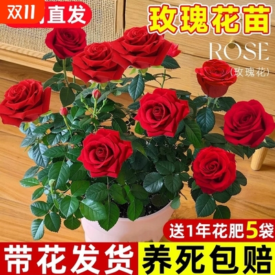 玫瑰花苗老桩月季花特大花卉植物盆栽红玫瑰四季开花带花苞阳台