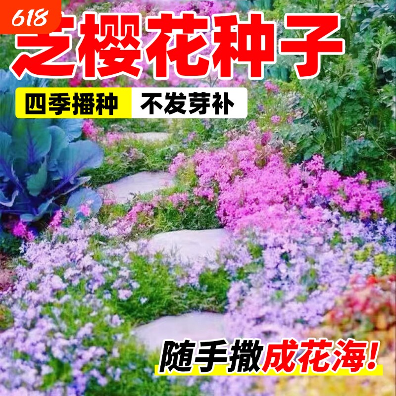 芝樱花籽种子地被植物低矮太阳花种四季播种开花室外庭院花卉草籽