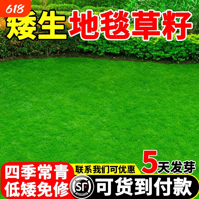 地毯草草籽进口四季常青矮生免修剪耐践踏公园小区工程绿化草种子