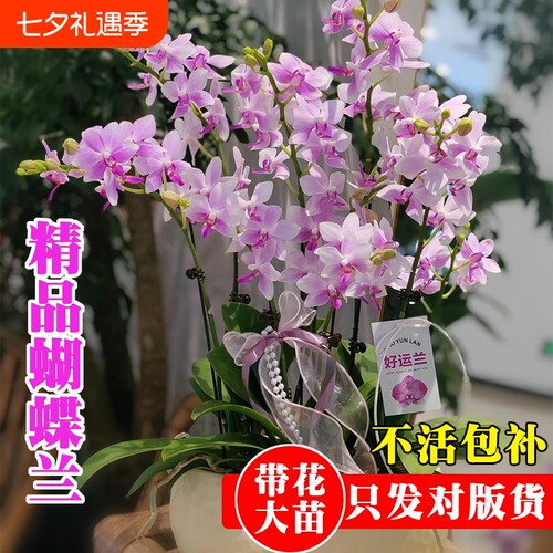 精品带花苞蝴蝶兰花苗七夕送礼高档年宵花卉鲜花室内好养绿植盆栽