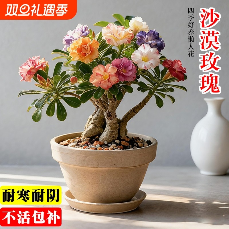 多肉重瓣沙漠玫瑰夏带花苞阳台室内好养小盆栽花卉绿植小花懒人花