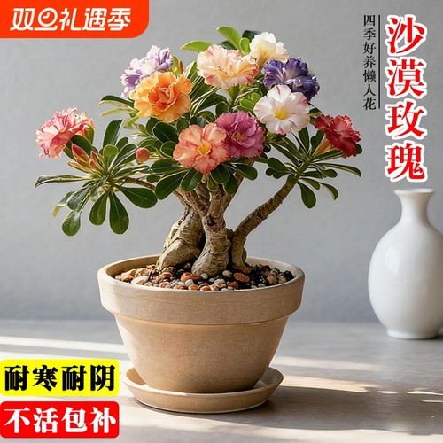 多肉重瓣沙漠玫瑰夏带花苞阳台室内好养小盆栽花卉绿植小花懒人花