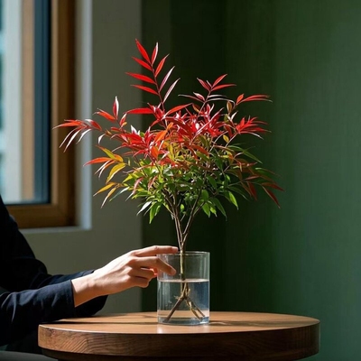 【南北方可越冬】南天竹苗盆栽水培火焰南天竹绿植室内老盆景庭院