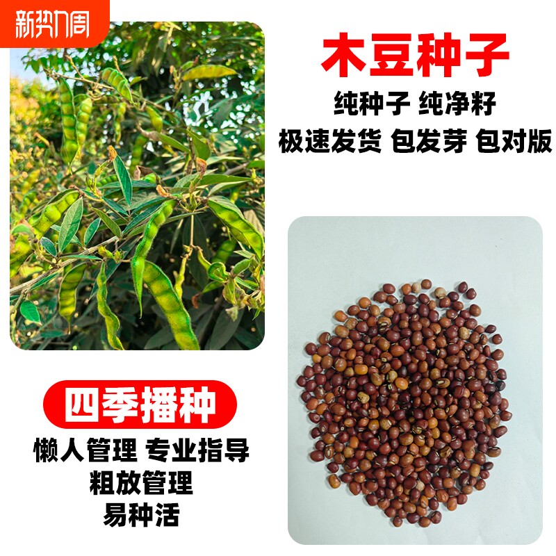 木豆种子多年生护坡固土灌木草籽耐盐耐碱工程见土就活绿化草种籽