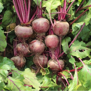 健康低糖甜菜根甜菜头酵素果蔬馒头辅料当季红菜头新鲜