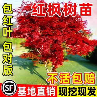 日本红枫树苗四季红舞姬老桩盆景盆栽庭院别墅室外耐寒绿化植物苗