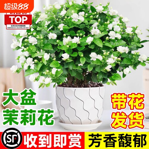 茉莉花盆栽树苗开花植物虎头茉莉栀子花室内好养活绿植物鲜花花期
