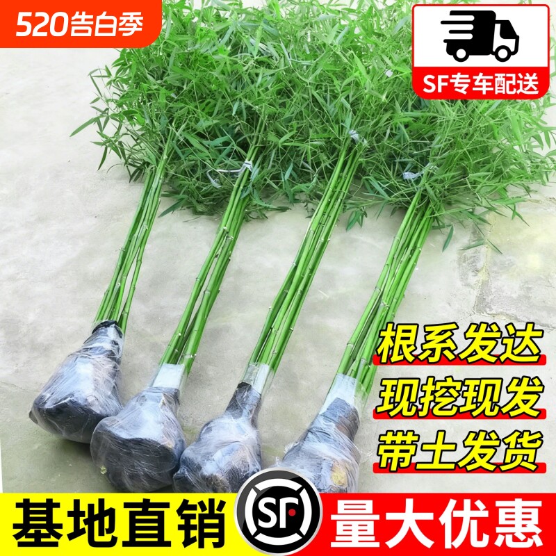 竹子苗四季青竹名贵紫竹罗汉竹金镶玉竹室外庭院盆栽耐寒全国可种