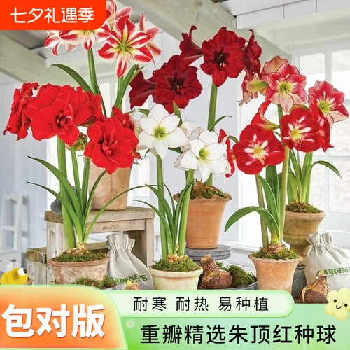 重瓣朱顶红种球阳台庭院盆栽地载
