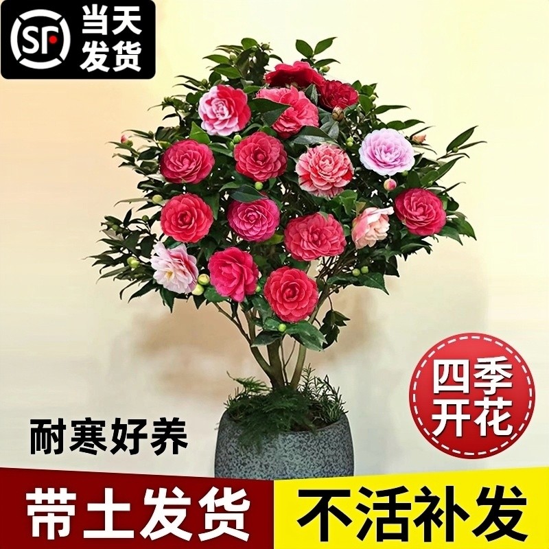 茶花盆栽树苗带花苞香妃花苗五色赤丹花卉耐寒好养绿植物四季开花,鲜花速递/花卉仿真/绿植园艺,时令草本花卉,淘宝优惠券,粉丝福利购,淘宝优惠卷