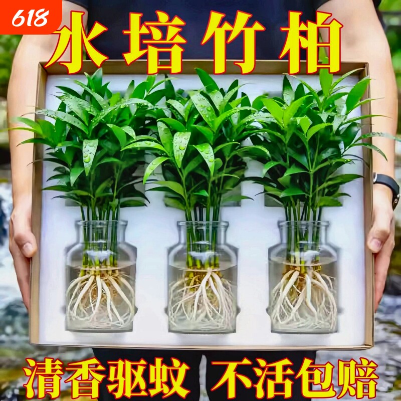 水培竹柏驱蚊植物绿植室内盆栽水养竹子大棵老桩办公桌面四季好养