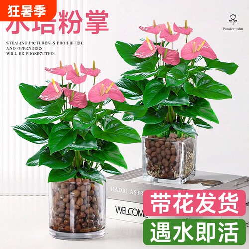 水培植物粉掌盆栽带花红掌白掌风顺花卉鲜花室内好养绿植四季开花