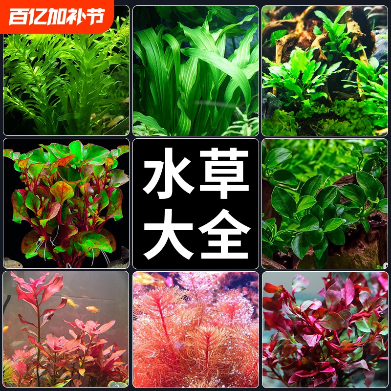 水草植物鱼缸造景真草水榕绿植蜈蚣草鱼草水草水质沉底沉木养鱼