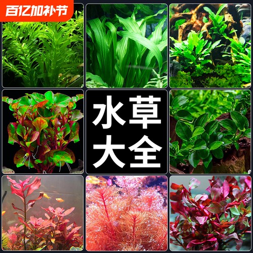 鱼缸水草植物造景|超2.9万次加购