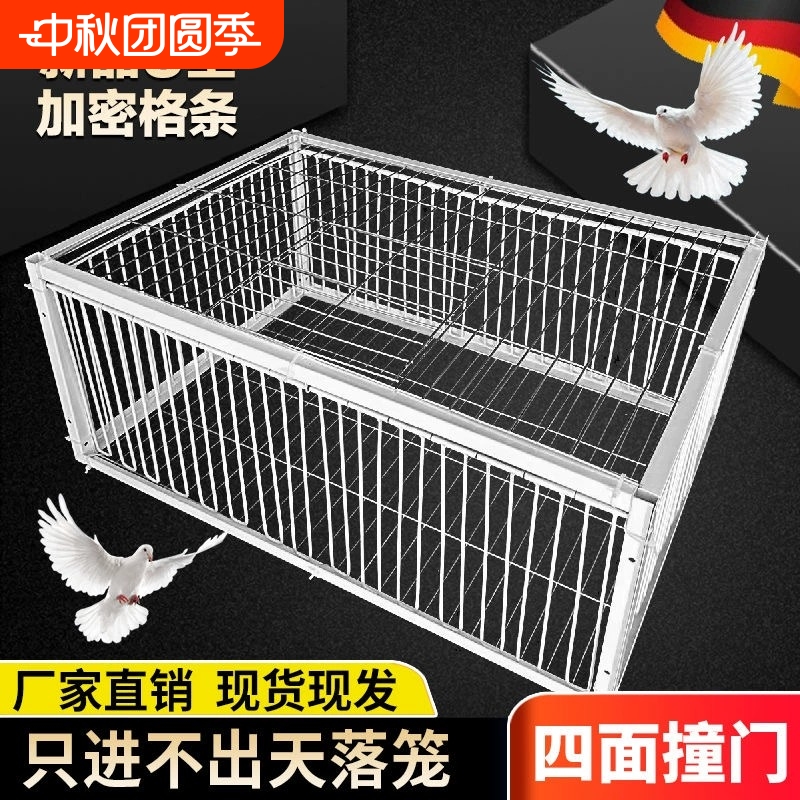 底价精选！鸽子笼天落笼只进不出