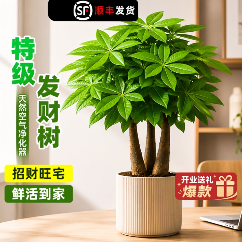 大棵发财树老桩绿植盆栽室内植物客厅小盆景四季常青花卉水培旺宅