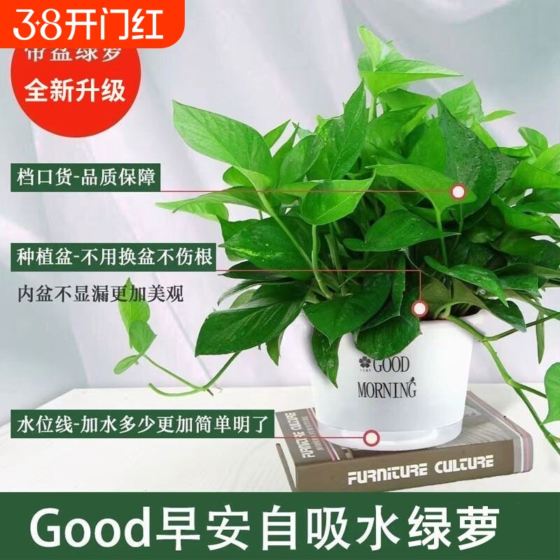 绿萝盆栽花卉植物室内吸甲醛净化空气长藤垂吊兰绿箩水培绿植阳台