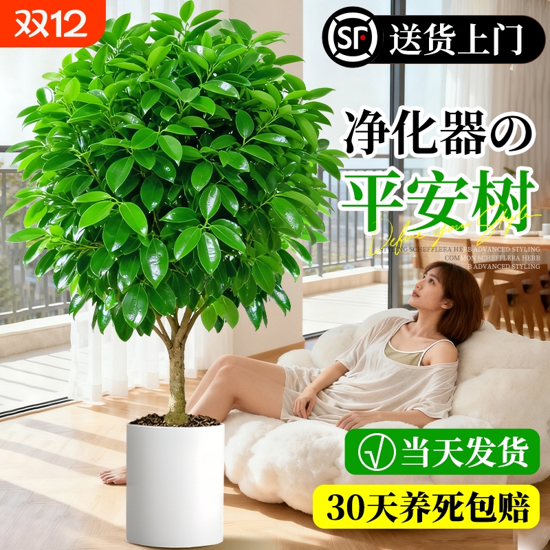 平安树大型绿植客厅盆栽四季好养活室内除甲醛植物大棵幸福树专业