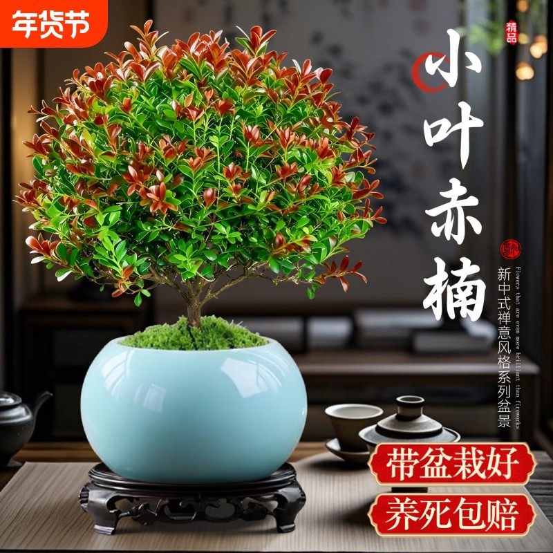 小叶赤楠盆景盆栽金丝楠木老桩绿植办公室紫砂盆植物桌面四季常青