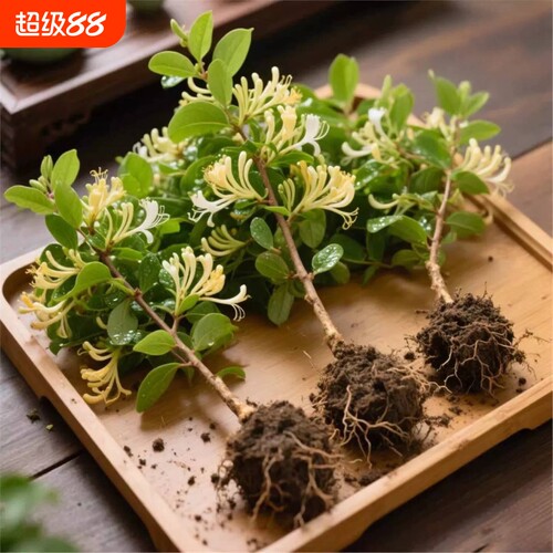 金银花树苗盆栽花苞|千人加购