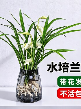 室内耐寒素心兰花苗|超1万次加购