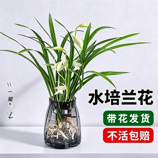 水培植物兰花苗盆栽建兰室内好养耐寒兰草名贵花卉带花苞客厅开花