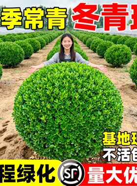 冬青球树苗地栽耐寒植物庭院篱笆树绿化黄杨耐热球形造型小苗种植