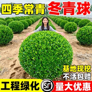 冬青球树苗地栽耐寒植物庭院篱笆树绿化黄杨耐热球形造型小苗种植