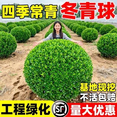冬青球树苗地栽耐寒植物庭院围墙篱笆树绿化苗木黄杨耐热球形造型