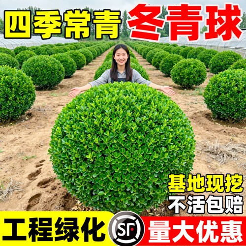 冬青球树苗地栽耐寒植物庭院篱笆树绿化黄杨耐热球形造型小苗种植