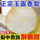 脆甜多汁正宗玉露香梨薄皮无渣整箱新鲜应季 水果精选