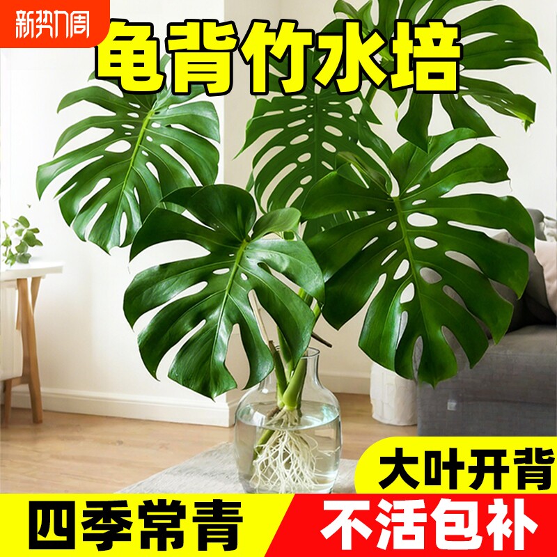 龟背竹水培大叶桌面水养绿植物高级感客厅四季除甲醛好养易活盆栽