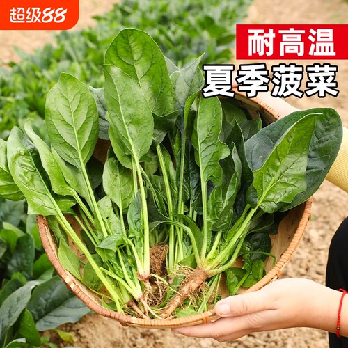 耐热菠菜种子夏季种植耐热耐抽苔菠菜种子盆栽地栽种植菠菜籽种孑