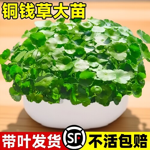 四季大叶铜钱草水培盆栽好养绿植物室内花卉水养金钱草籽花盆土培