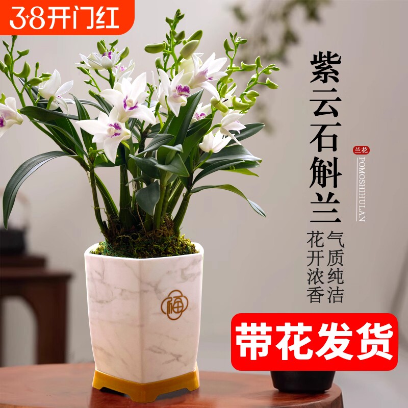 石斛兰基地直销带花苞紫云好养泼墨室内水培浓香年宵花卉盆栽绿植