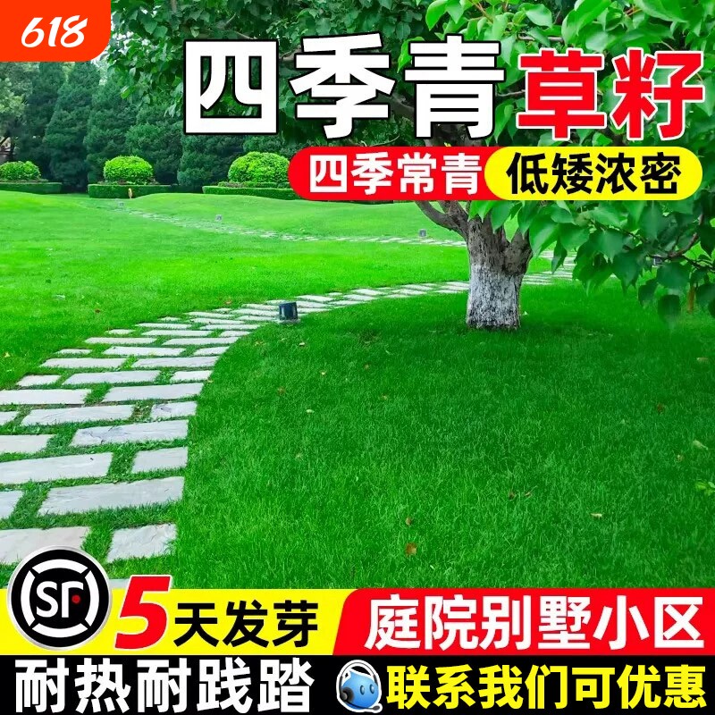 四季青草籽草坪耐寒耐旱四季常青庭院绿化护坡耐践踏种子高羊茅