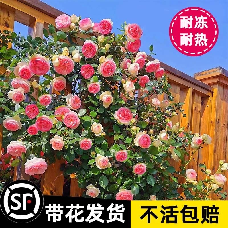 1米8大苗蔷薇花苗藤本月季花爬藤植物庭院四季开花卉盆栽室外大花