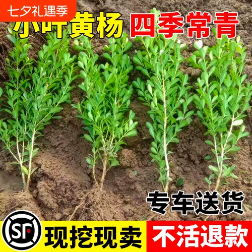 小叶黄杨树苗瓜子黄杨苗法国冬青苗大叶冬青庭院四季常青耐寒绿篱