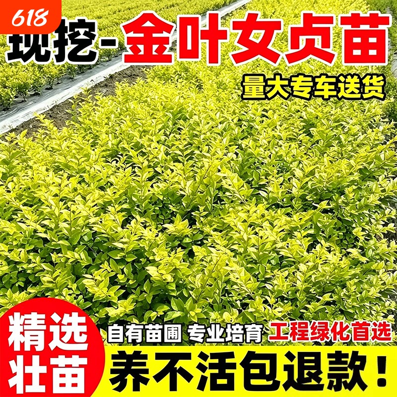 金叶女贞树苗耐寒小叶女贞四季常青北方庭院绿篱灌木苗绿化苗带花