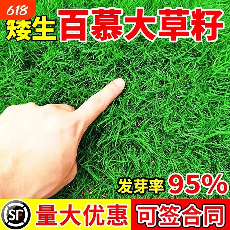 矮生百慕大草籽草坪护坡免修剪工程绿化四季常青耐踩踏耐寒热种子