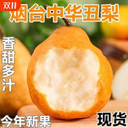山东烟台中华丑梨新鲜水果软糯多汁软吃香甜宝宝水果