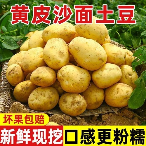 2026年新土豆小土豆黄心土豆迷你高山老品种洋芋软糯5斤包邮新鲜