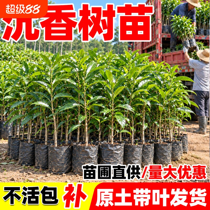 正宗奇楠沉香树苗嫁接海南沉香木母树盆景金丝楠木珍稀名贵树苗图片